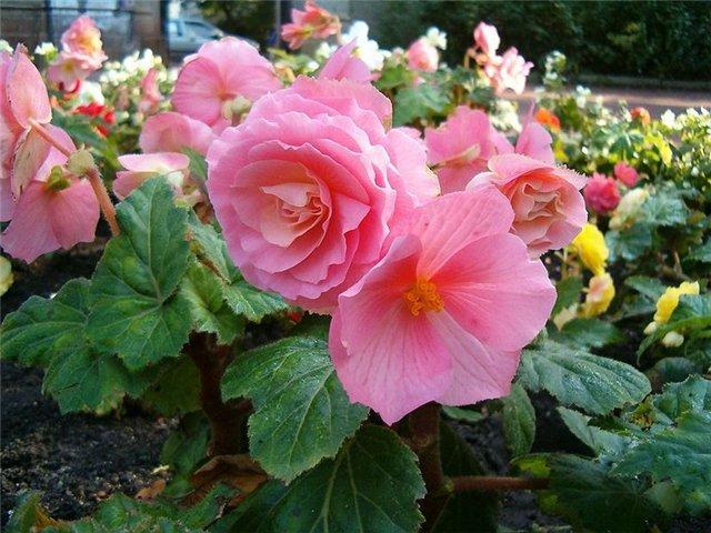 Begonie blüht in einem Blumenbeet