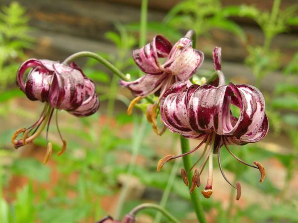 bulaklak ng Lily