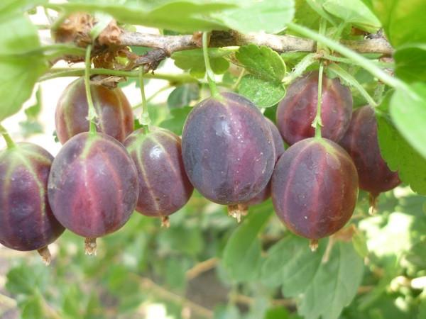 ripe gooseberries