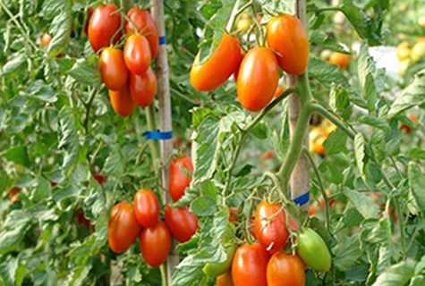 marusya rajče v zahradě