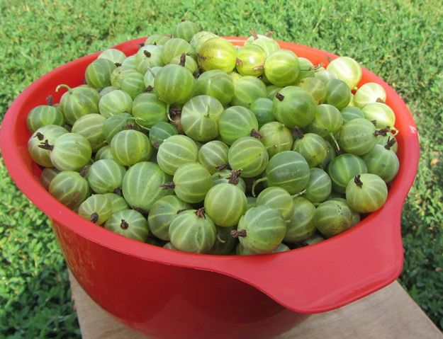 gooseberries sa isang mangkok