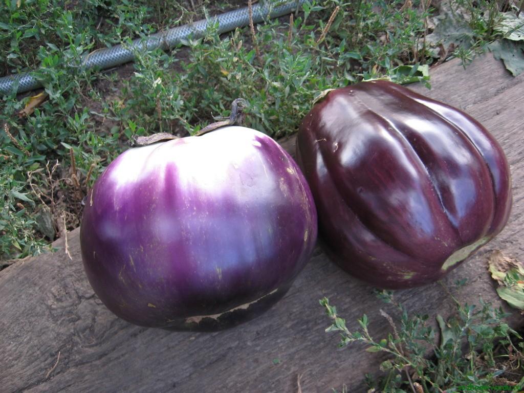 Aubergine Hélios