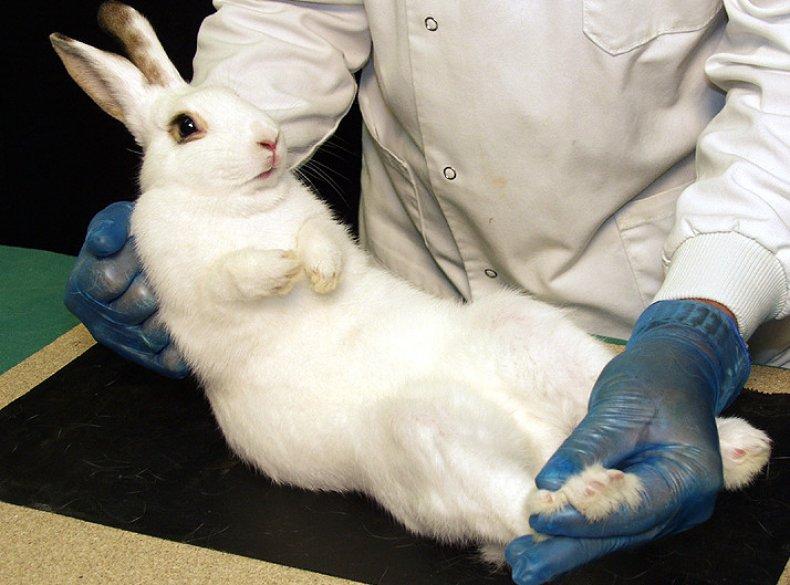 rabbit castration