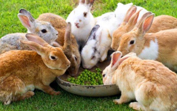 hodně králíků