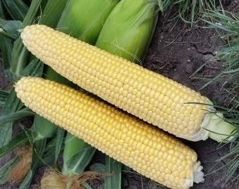 appearance of Megaton F1 corn