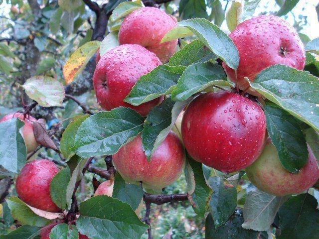 apple tree antheus