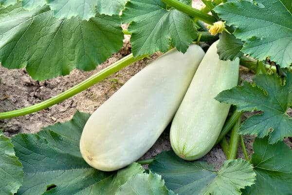 calabacín en campo abierto