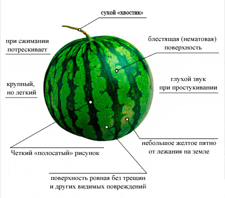 zralý meloun