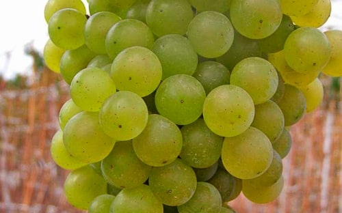 citron grapes magaracha