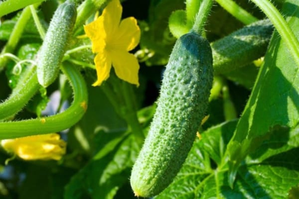 pepinos partenocárpicos em terreno aberto