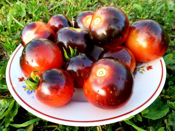 tomate mirtilo em um prato