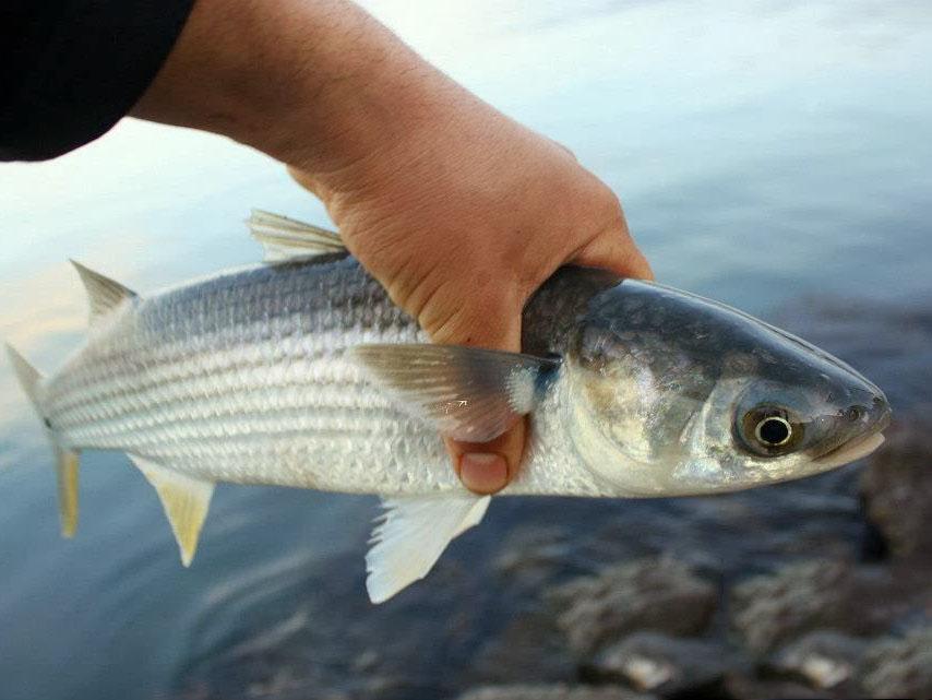 peixe tainha