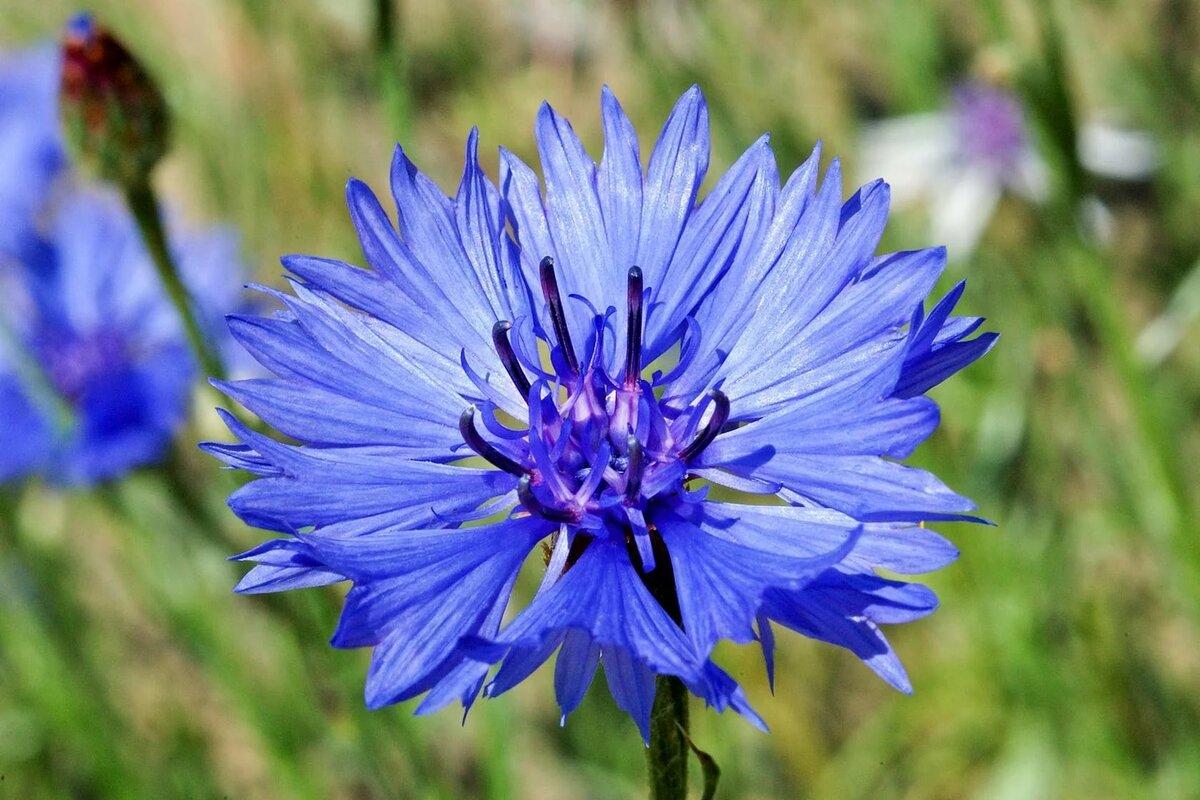 Cornflowers field photo