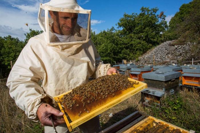 reason for bees to gather in autumn