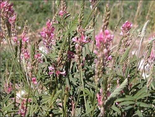 sandig sainfoin