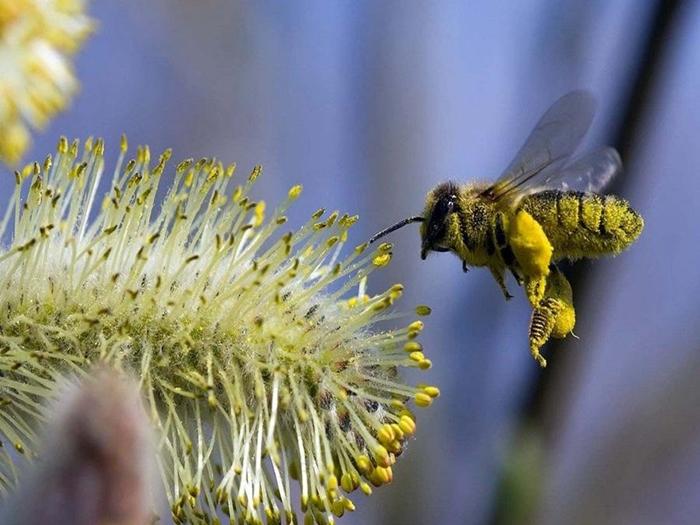 Wie weit fliegen Bienen vom Bienenstock entfernt?