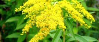 goldenrod honey plant