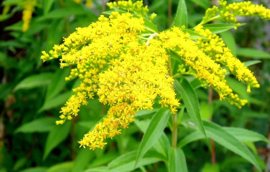 planta de mel goldenrod