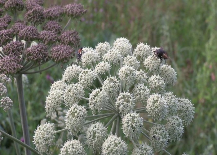 Plantes de mel d'Altai