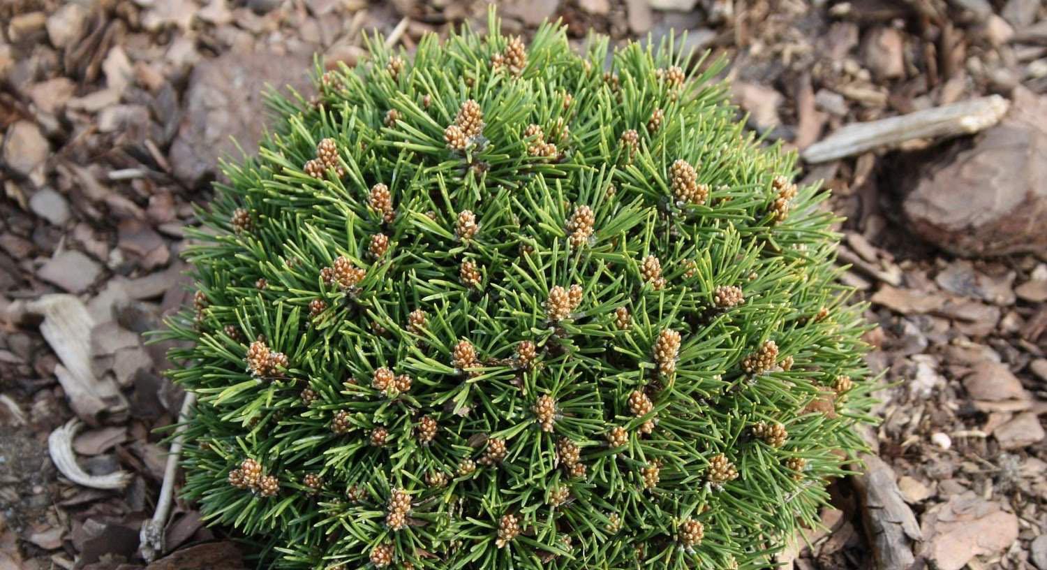 Description and varieties of dwarf pines, care and use in landscape design