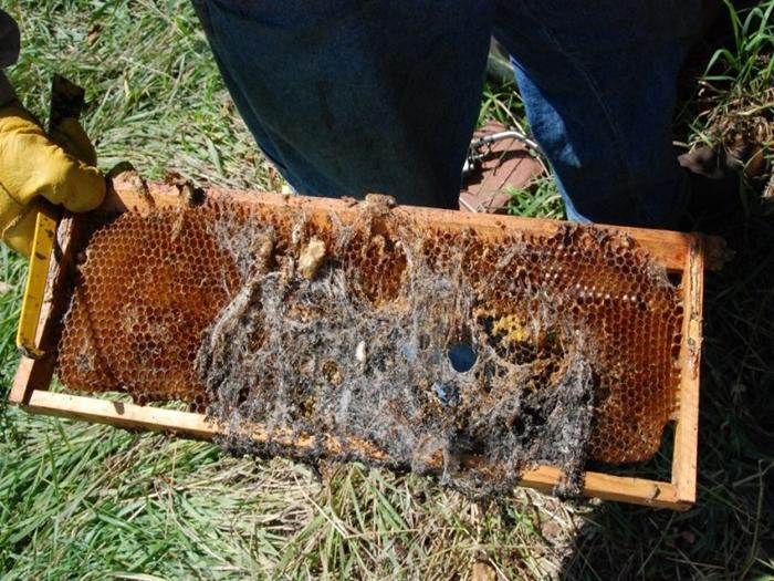 wie man Wachsmotten in einem Bienenstock loswird