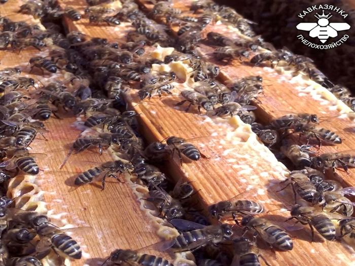 wie man einem Bienenstock eine Königin hinzufügt