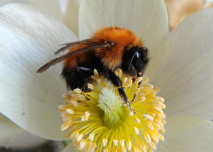 what does a bumblebee look like?