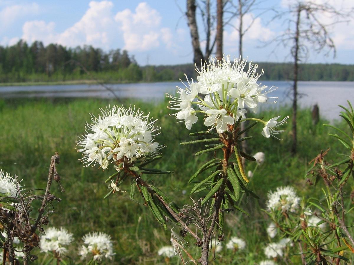 Marsh rosmariini