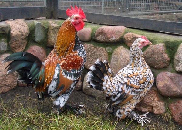 Calico bantam