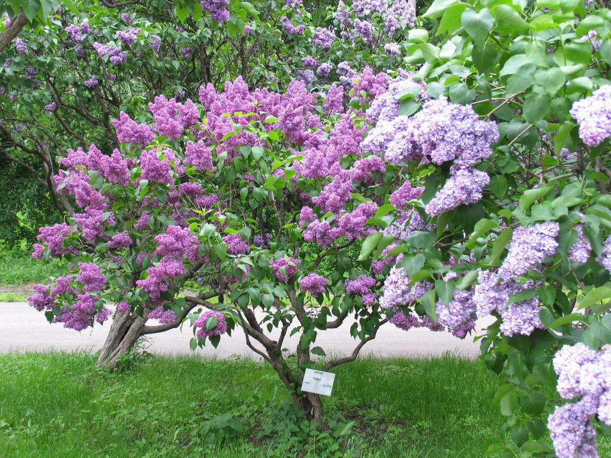 Plantación y cuidado de lilas.