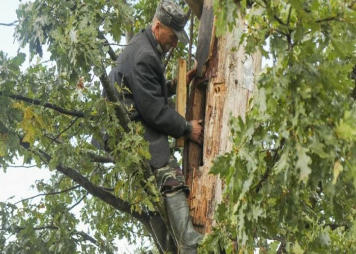 qu'est-ce que l'apiculture