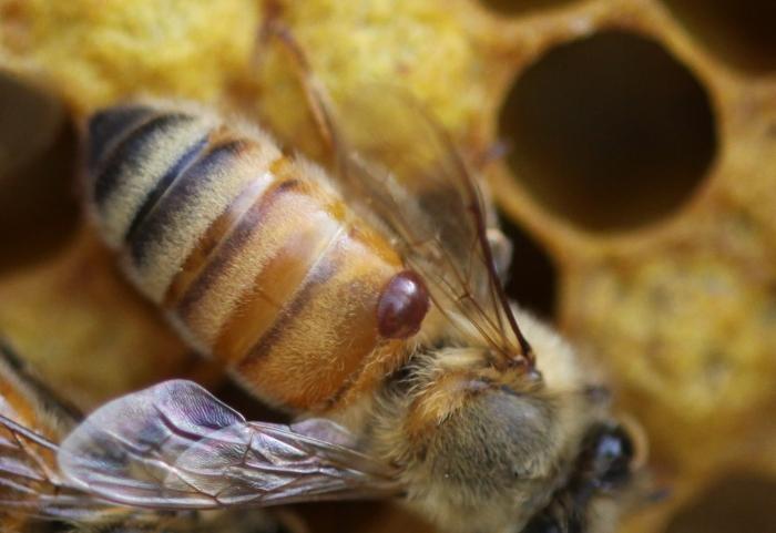 Behandlung von Bienen gegen Milben im Herbst