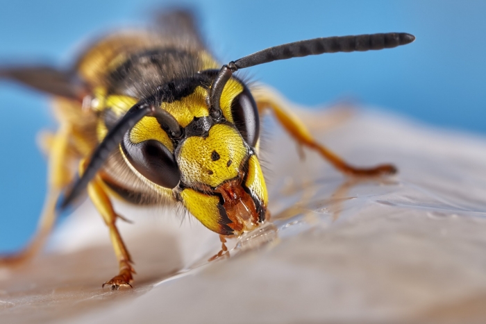 bakit kailangan ng wasps?