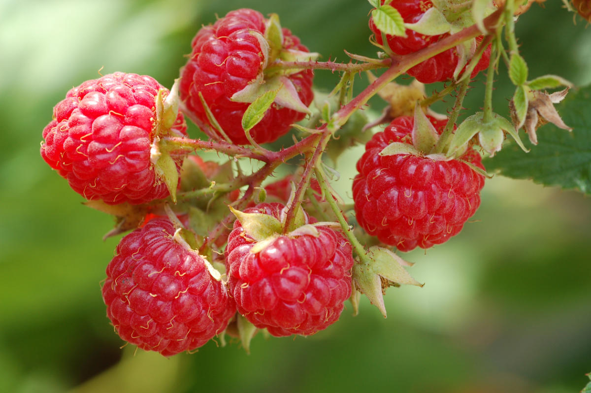 Raspberries