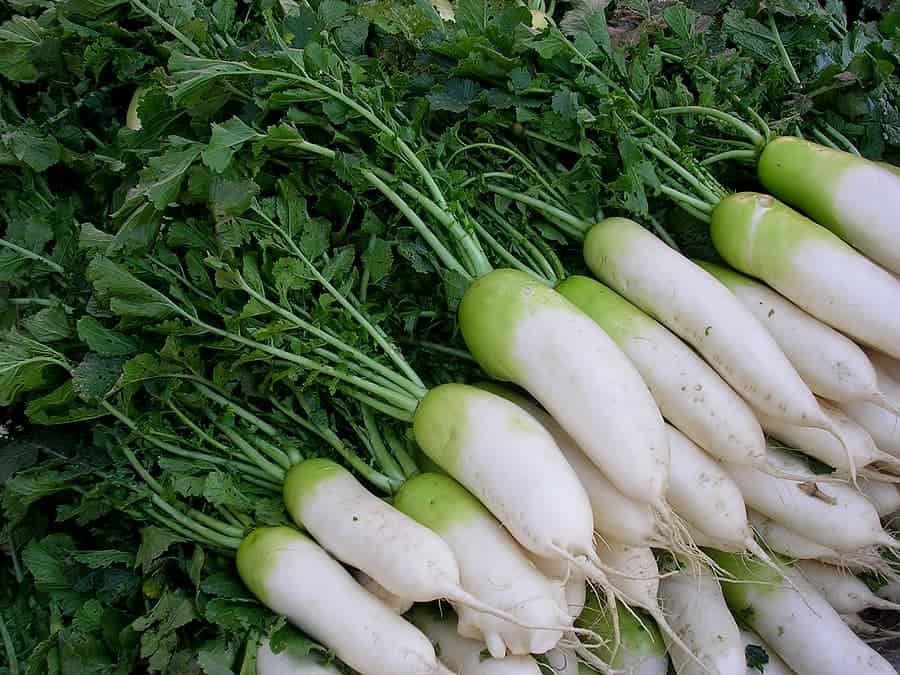 white turnip vegetable