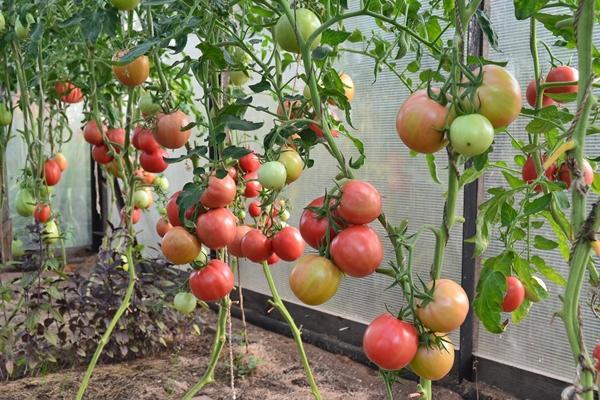 Tomatensorte für den Ural