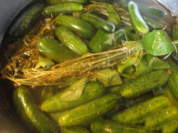 Maanghang na bahagyang inasnan na mga pipino