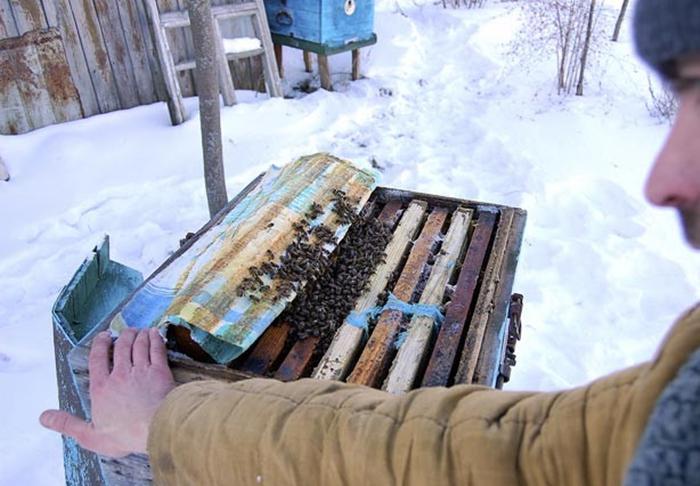 Bienenzucht im Winter