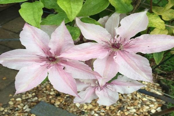 Clematis rosa Fantasie