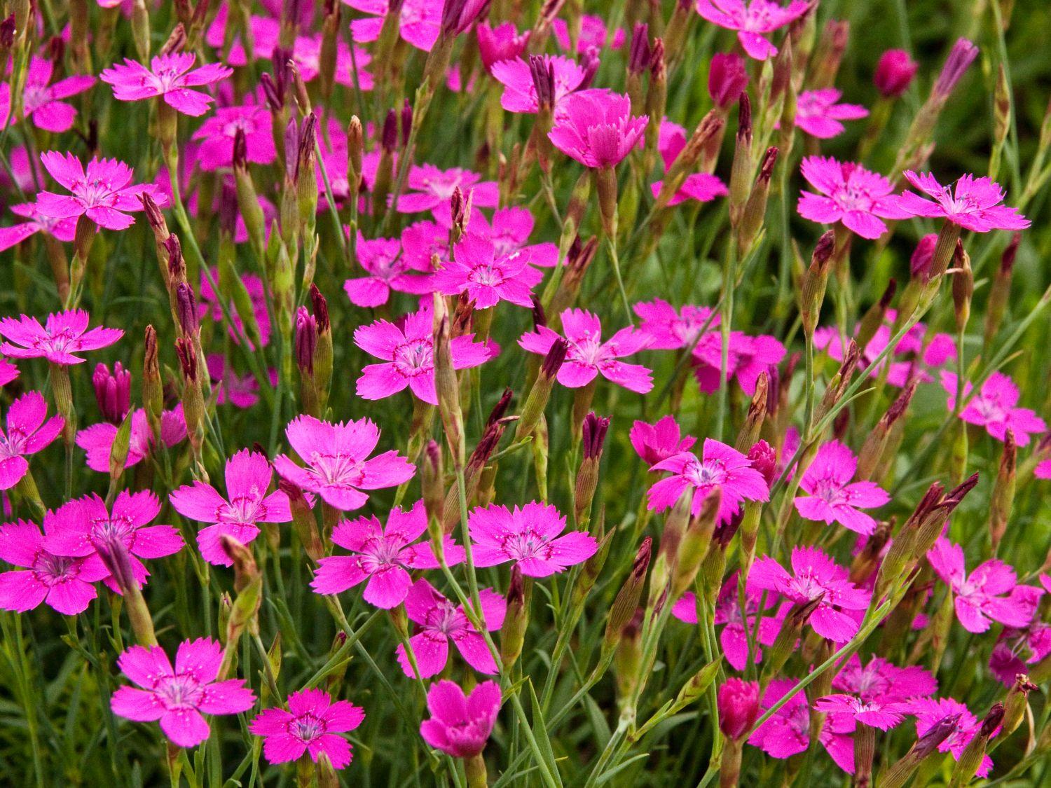 ¿Qué flores perennes se pueden plantar en una tumba? Las 35 mejores para un cementerio.