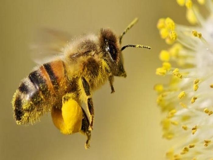 kolik má včela křídel?