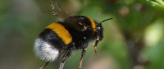 bombus arıları ısırır mı