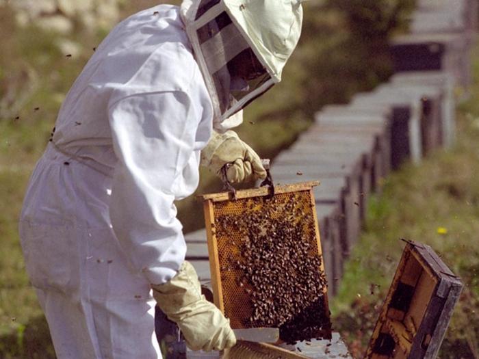 Bienen im Herbst in einen neuen Bienenstock überführen