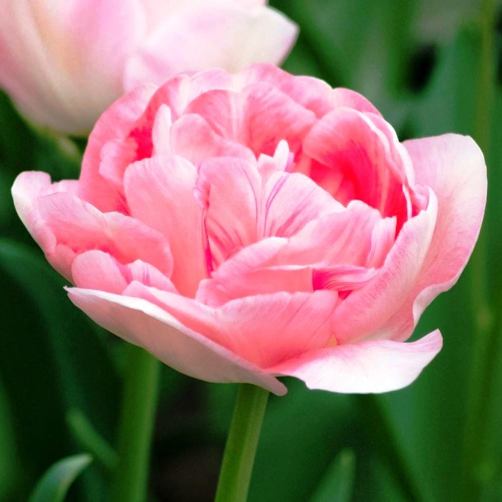 Tulip Angelica