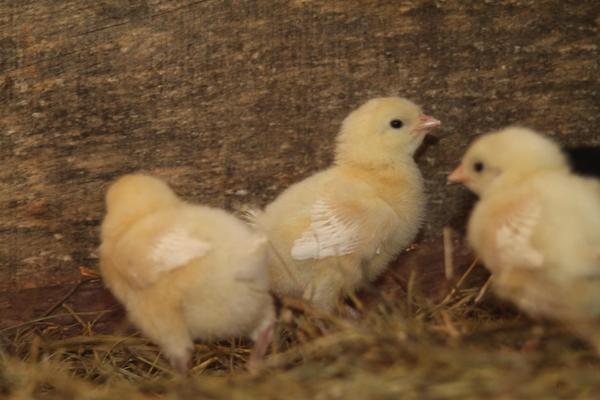 Russian white chicken breed