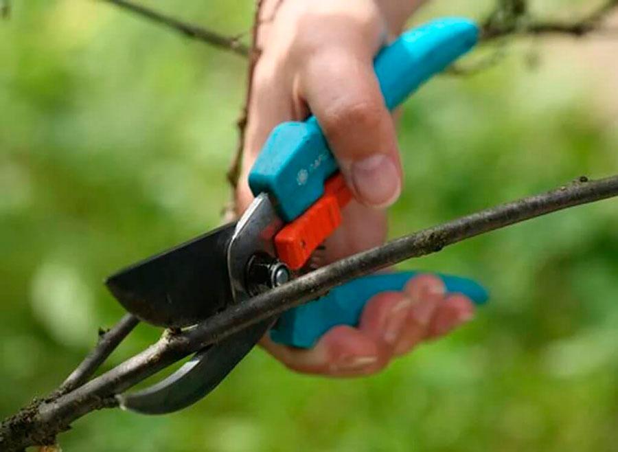 viburnum pruning