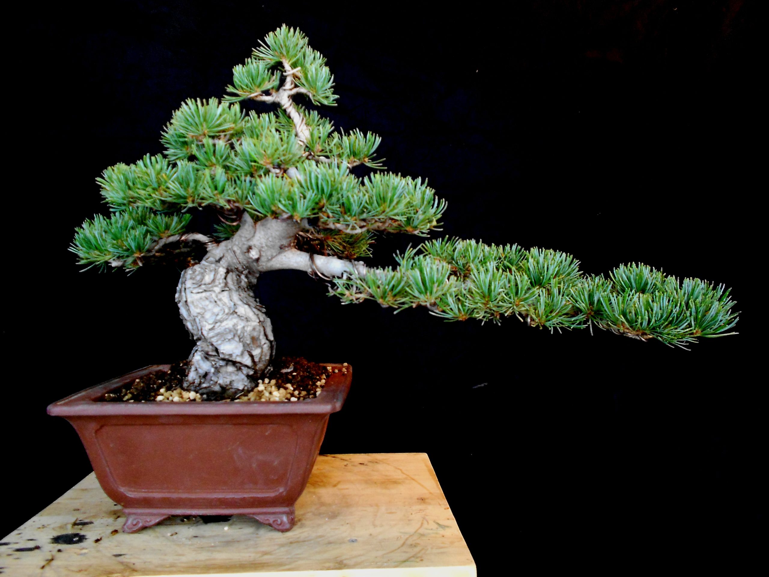 Bonsai foto