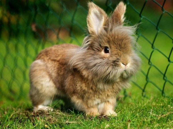 lion headed rabbit