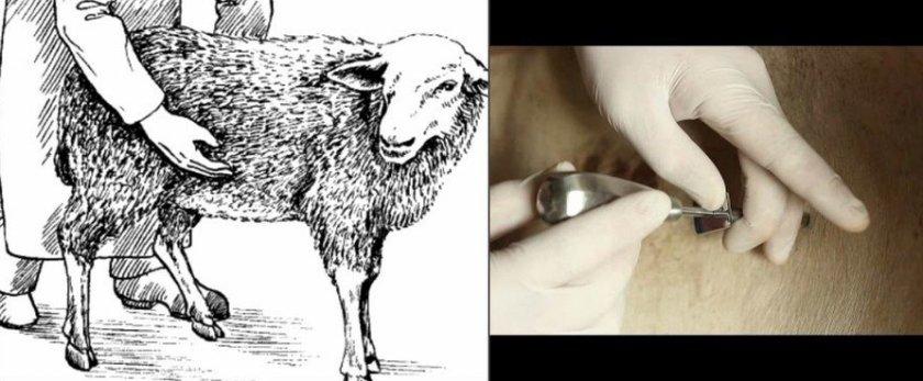 mastitis in sheep