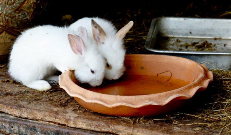 Jod für Kaninchen